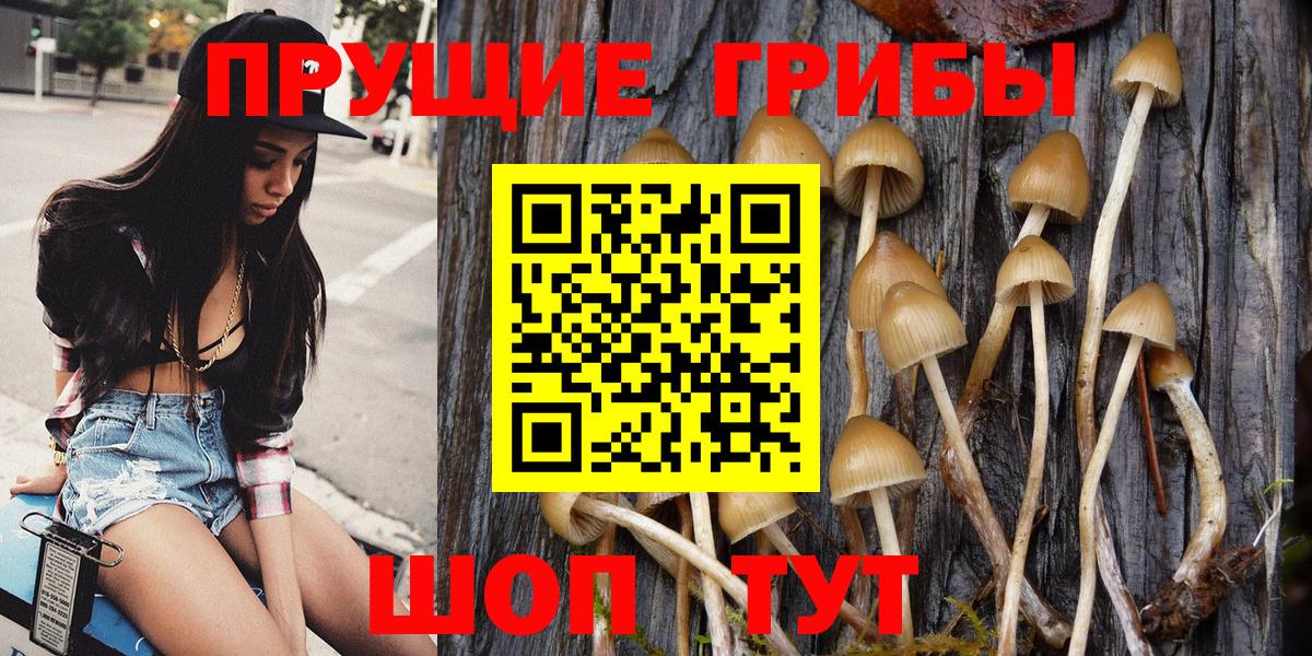 Азов  Галлюциногенные грибы Psilocybine cubensis  Вход с VPN 
